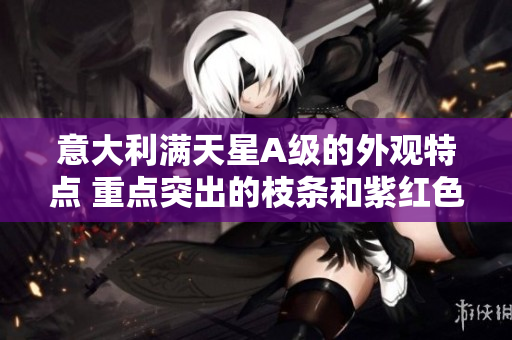 意大利满天星A级的外观特点 重点突出的枝条和紫红色花朵
